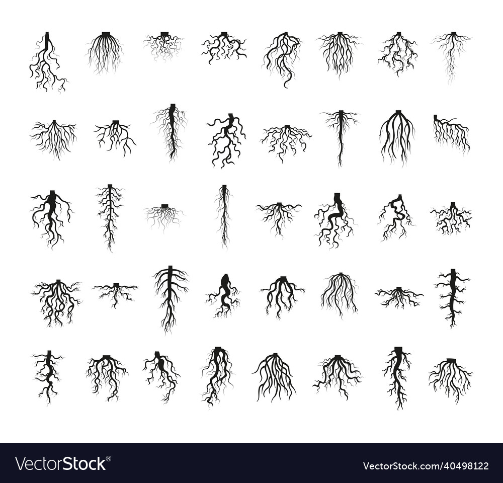 Plant roots set Royalty Free Vector Image - VectorStock