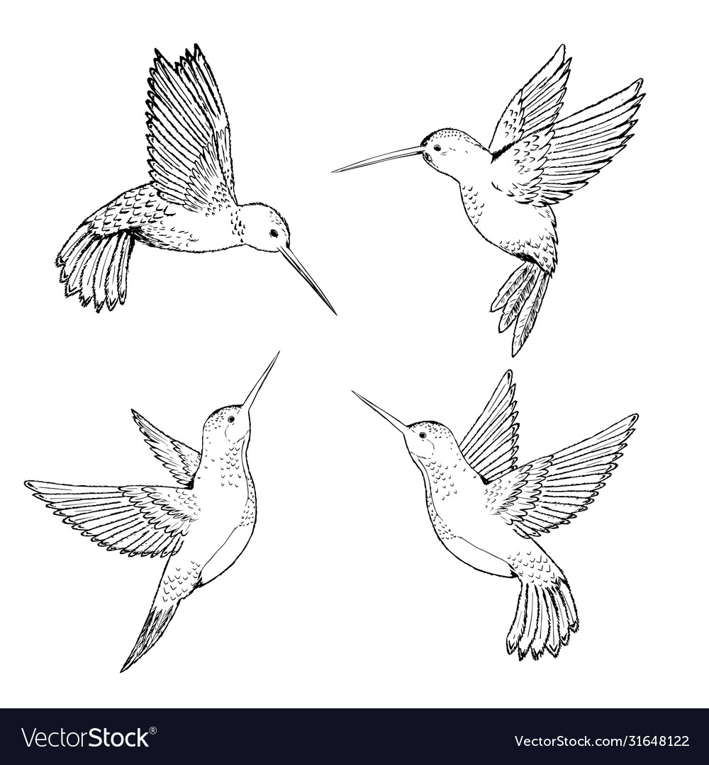 hummingbird outline drawings