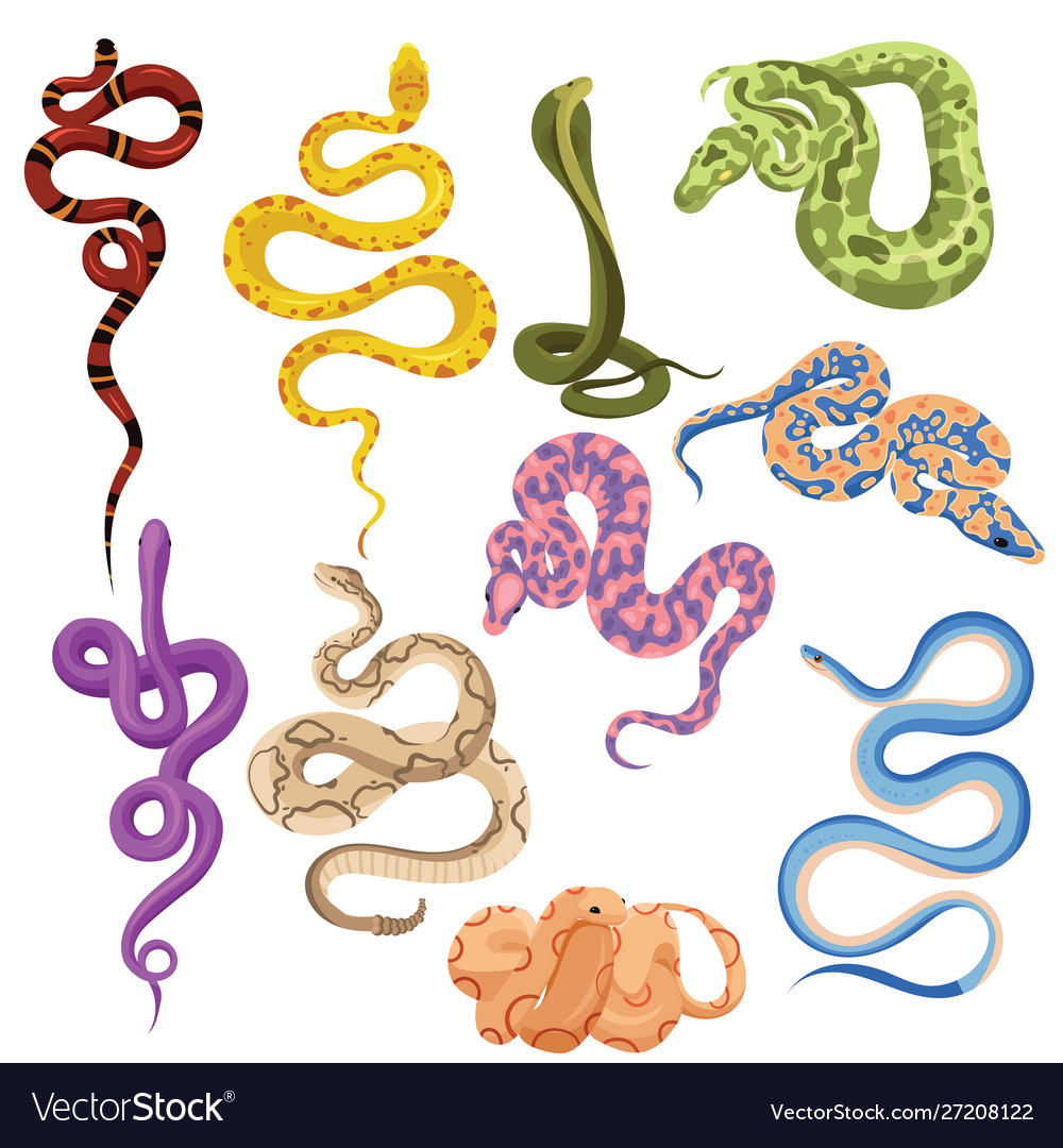 Set snakes collection cartoon snakes Royalty Free Vector