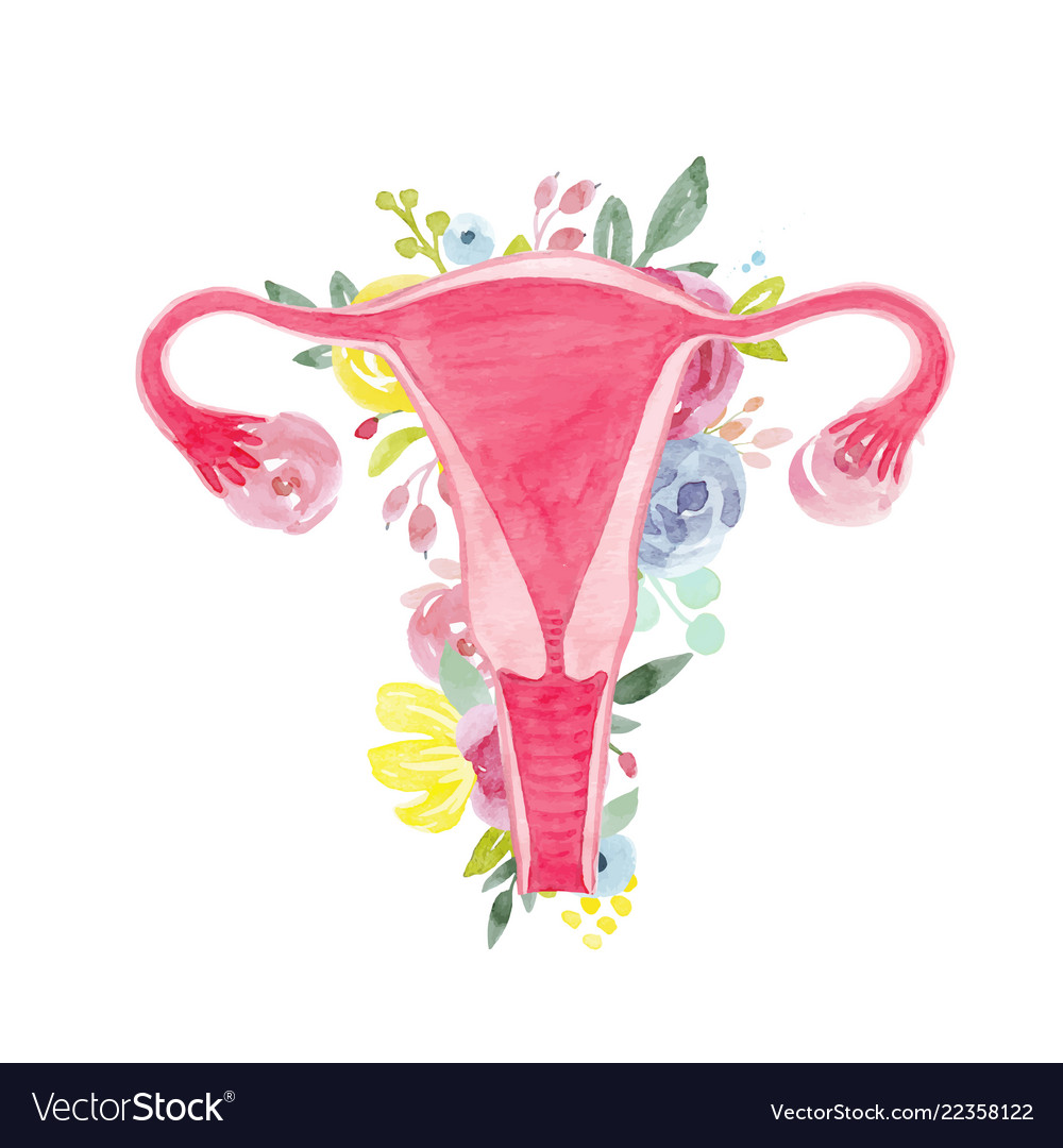 Woman uterus with flowers Royalty Free Vector Image