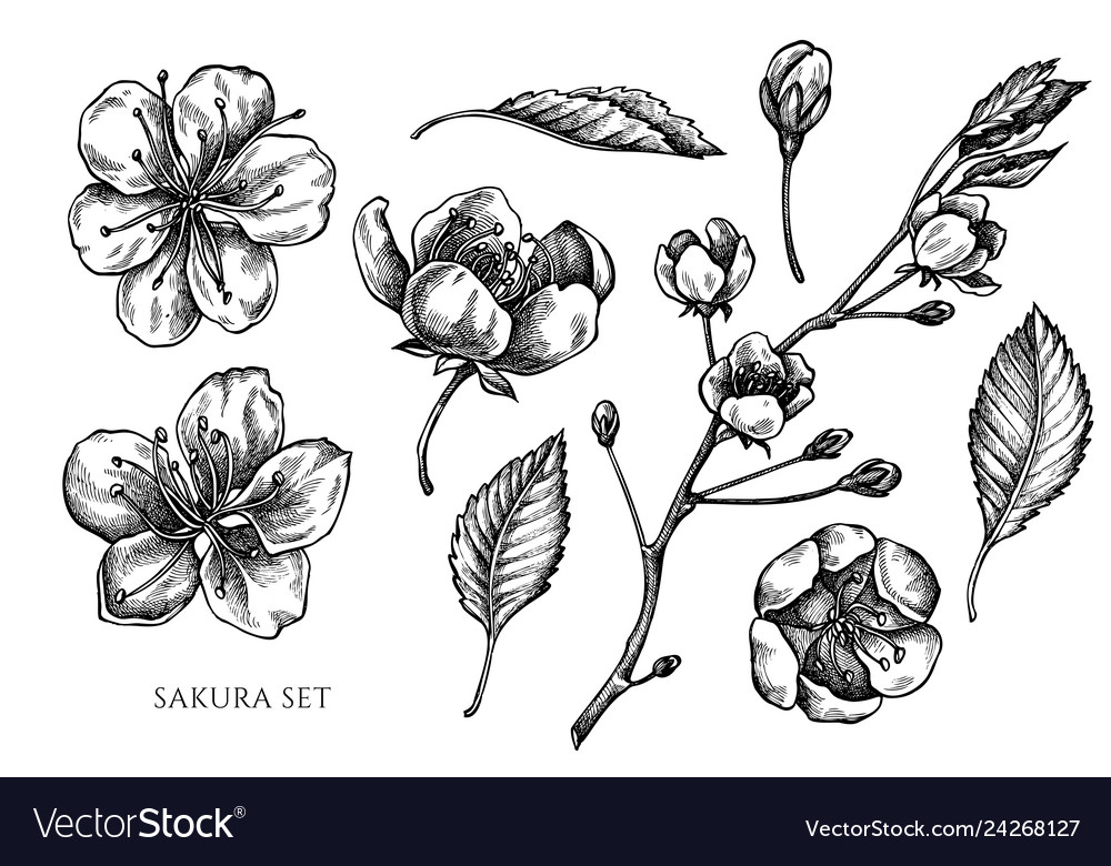 Collection hand drawn black and white Royalty Free Vector