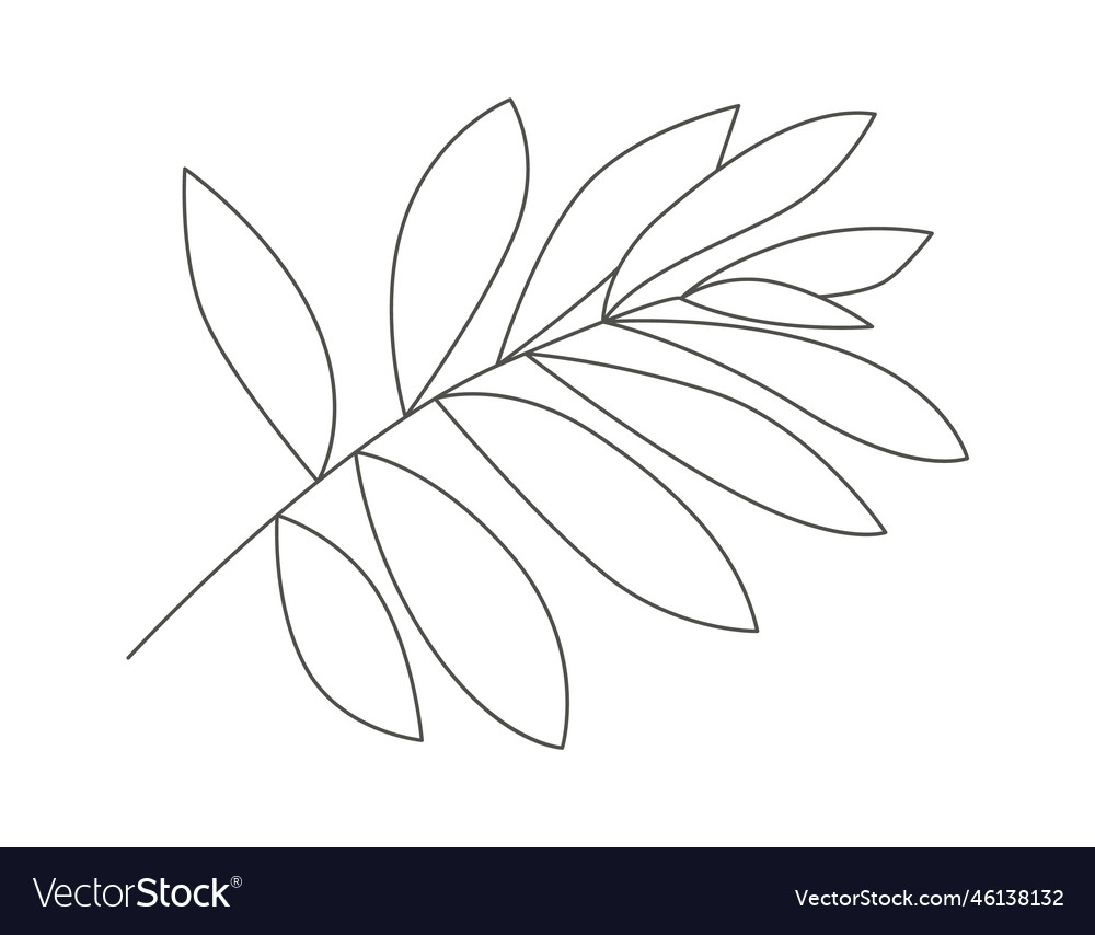 Leaf of tropical plant line art design element Vector Image