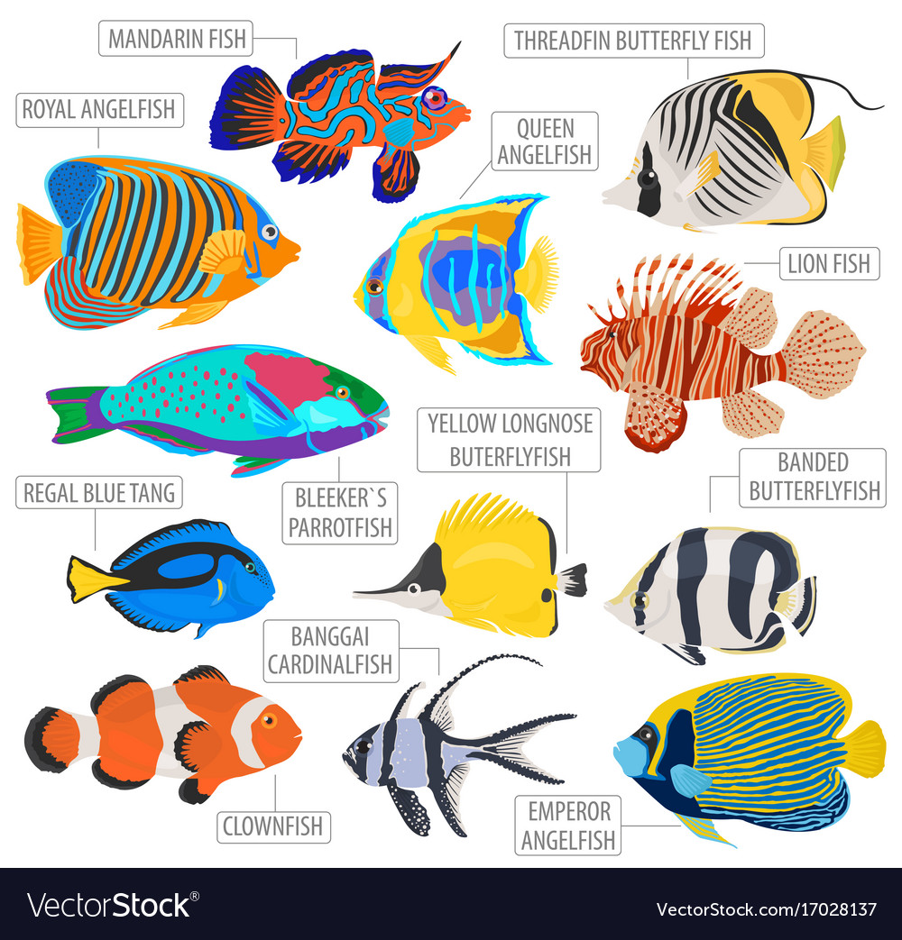 Aquarium Fish Name List And Picture Aquarium Views