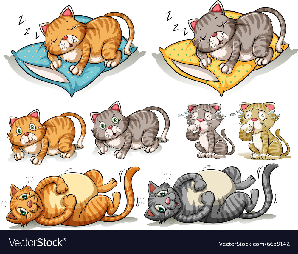 Cat in different actions