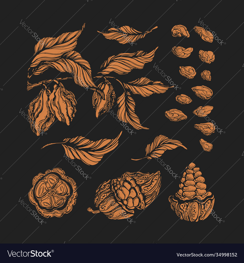 Cocoa set engraving botanical shape vector image Cocoa set engraving botanical shape