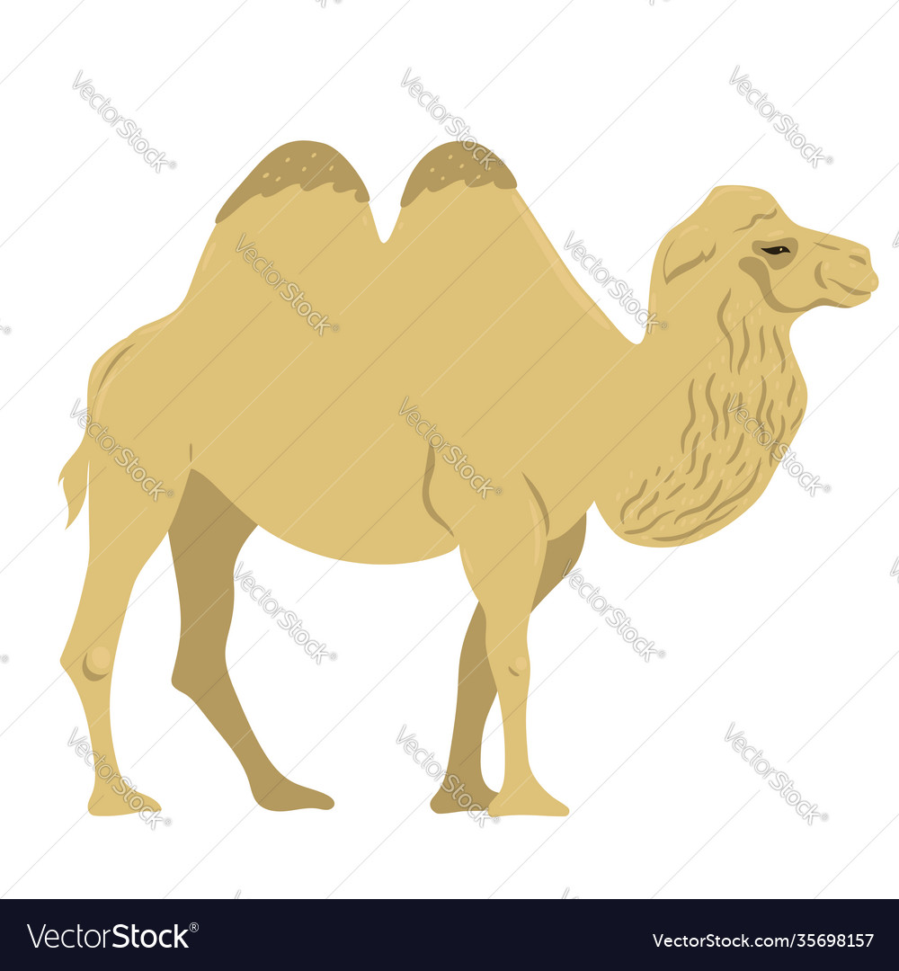 Camel isolated on white background graphics vector image Camel isolated on white background graphics