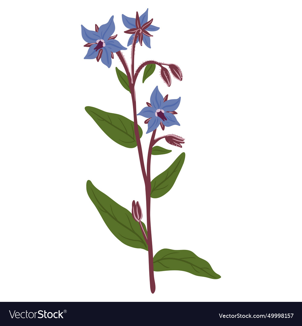 Drawing Wild Flower Starflower Royalty Free Vector Image