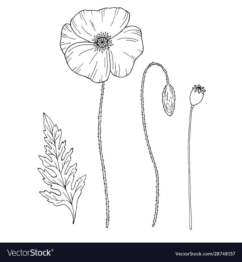 Poppy Flower Sketch - Papaver