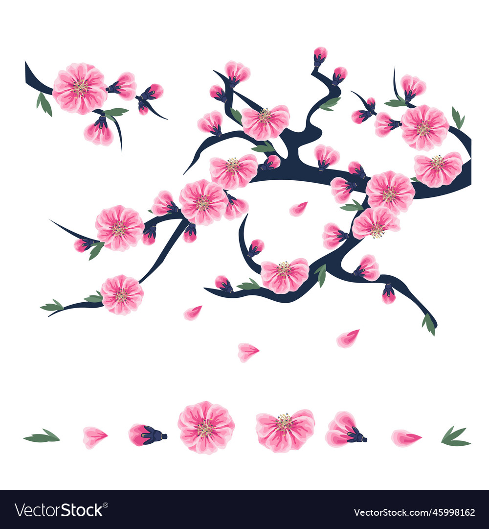 Cherry blossom branch