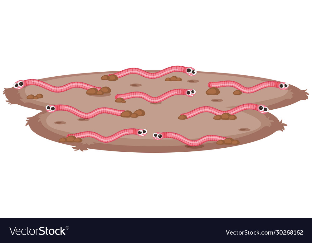 Earthworms crawling on ground