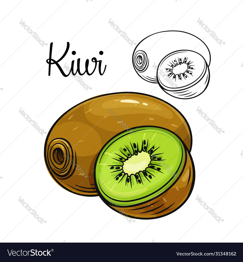 Premium Vector  Kiwi fruit outline doodle sketch simple line drawing style  template isolated