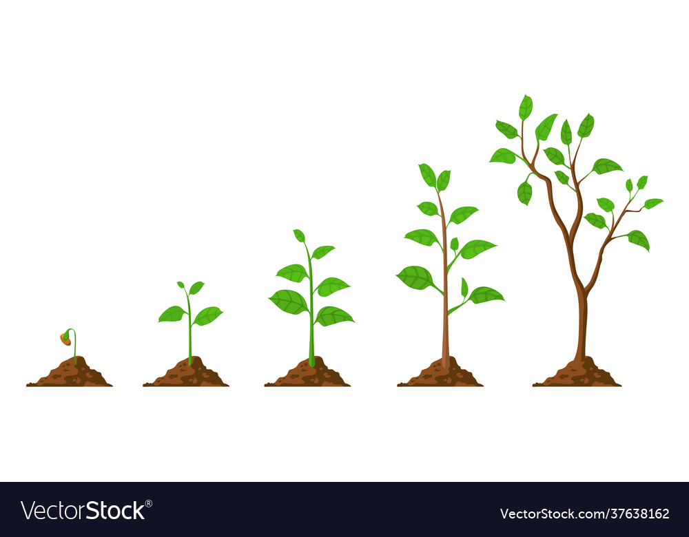 Tree grow plant growth from seed to sapling Vector Image