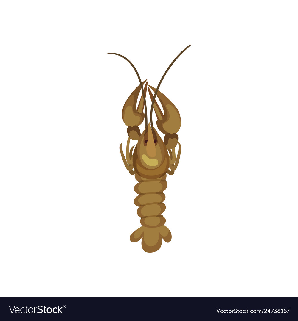 Lobster on white background sea inhabitant