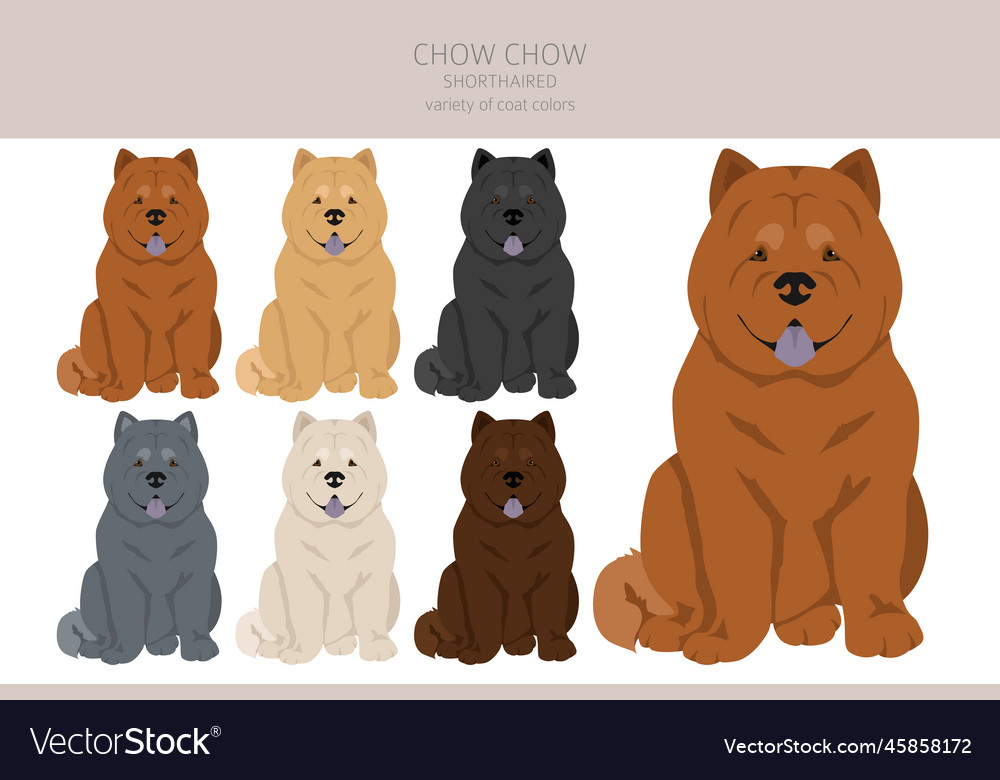 Chow shorthaired variety clipart different Vector Image Chow shorthaired variety clipart different Vector Image