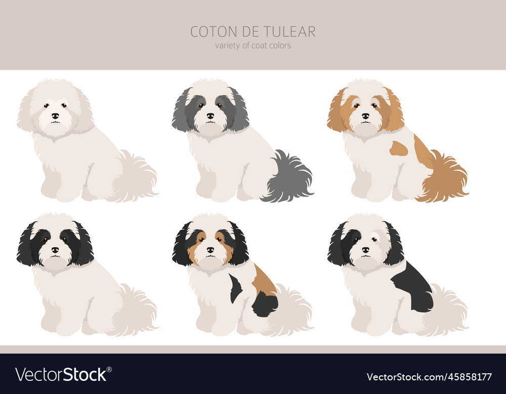 Coton de tulear clipart different poses coat Vector Image