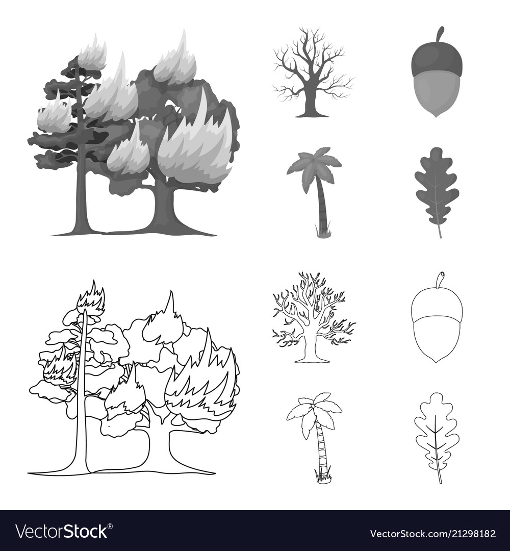Burning tree palm acorn dry treeforest set