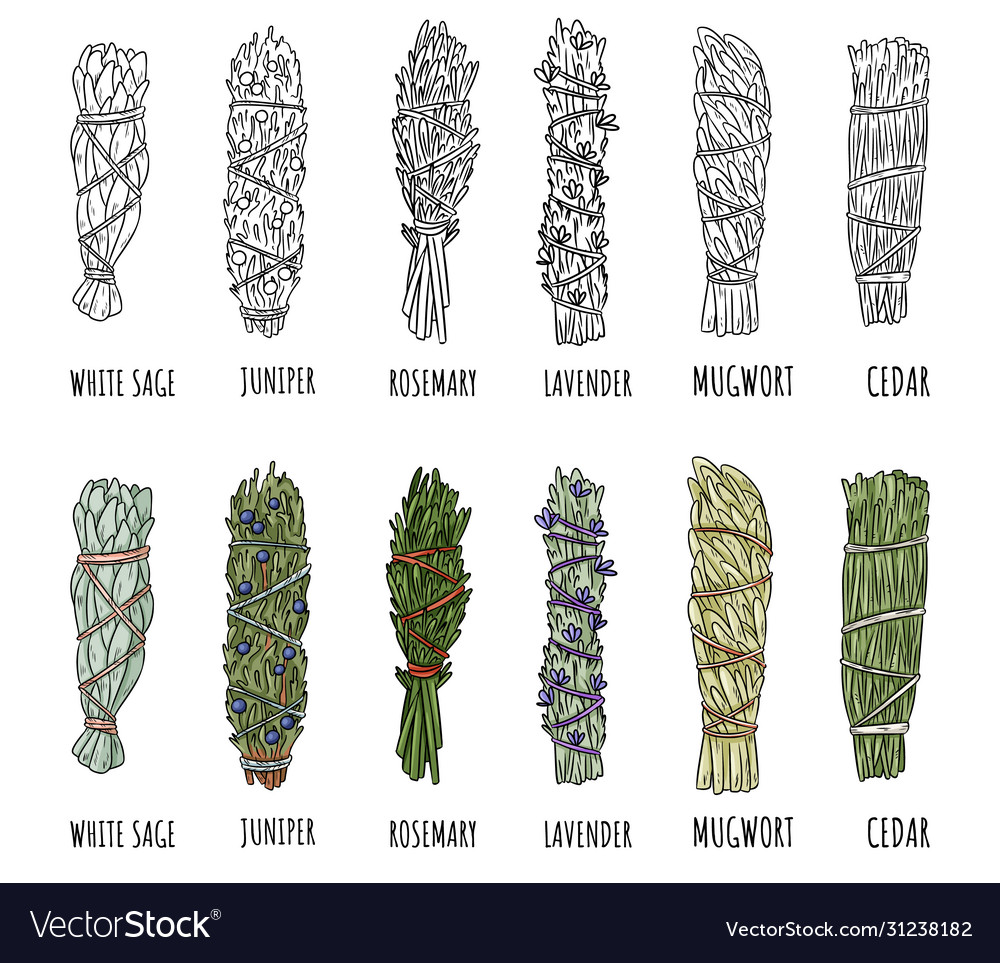 Set Sage And Herbs Smudge Sticks Bundles Vector Image