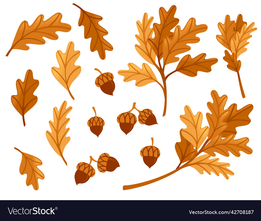 Various oak autumn leaves with acorn flat