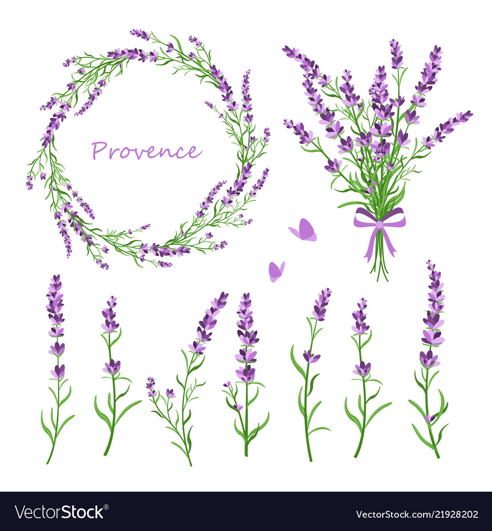 Set lavender flowers Royalty Free Vector Image