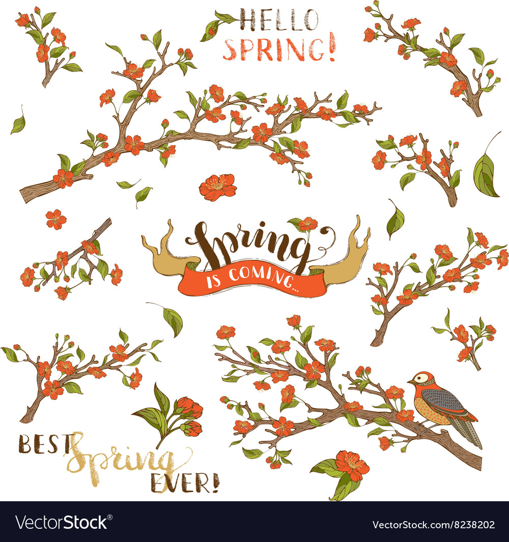 Set of spring branches in bloom