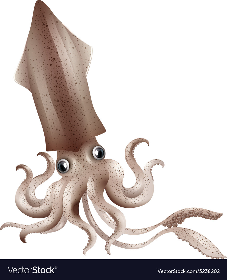 Squid Royalty Free Vector Image - VectorStock