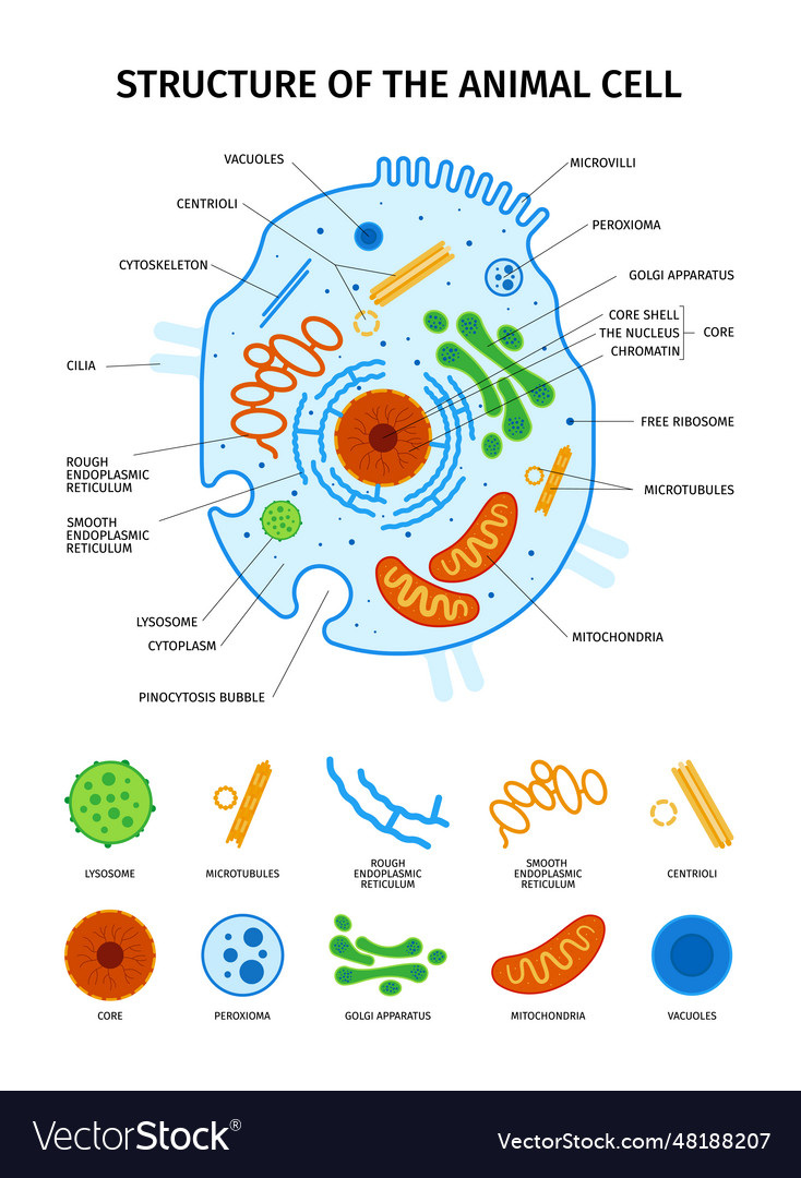 Animal cell anatomy set Royalty Free Vector Image