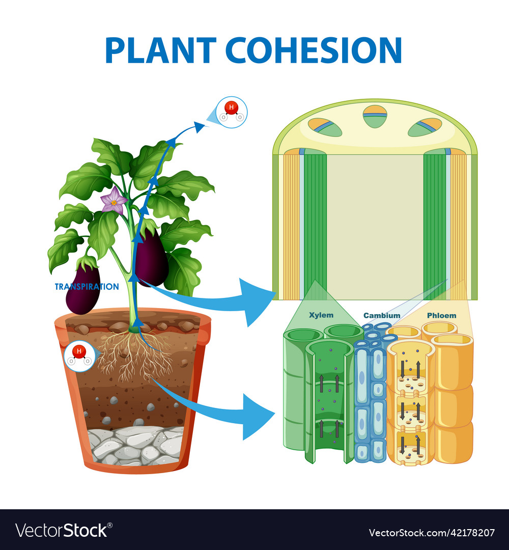 Digram showing the movement of water in plants Vector Image