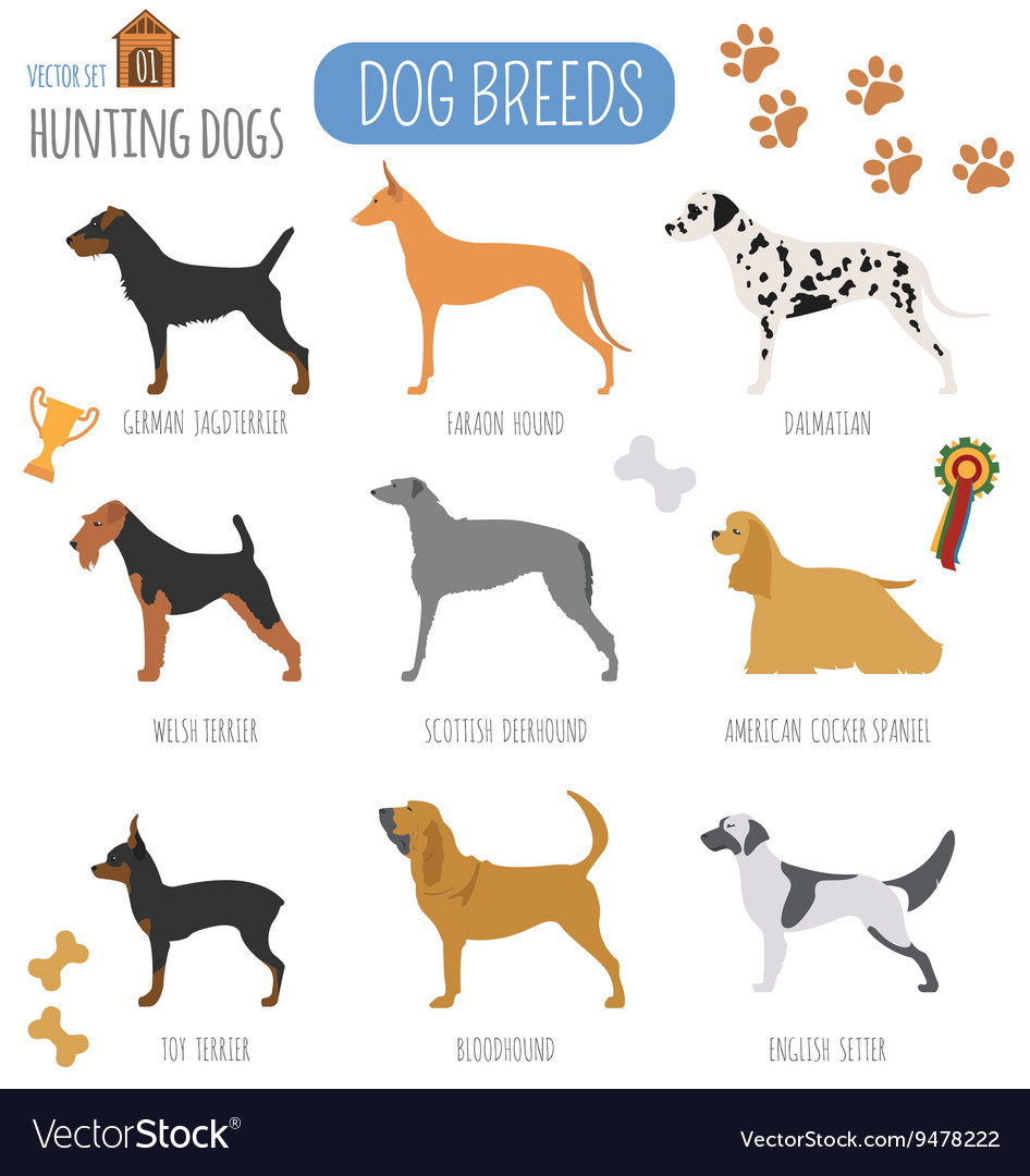 Dog breeds Hunting dog set icon Flat style Vector Image