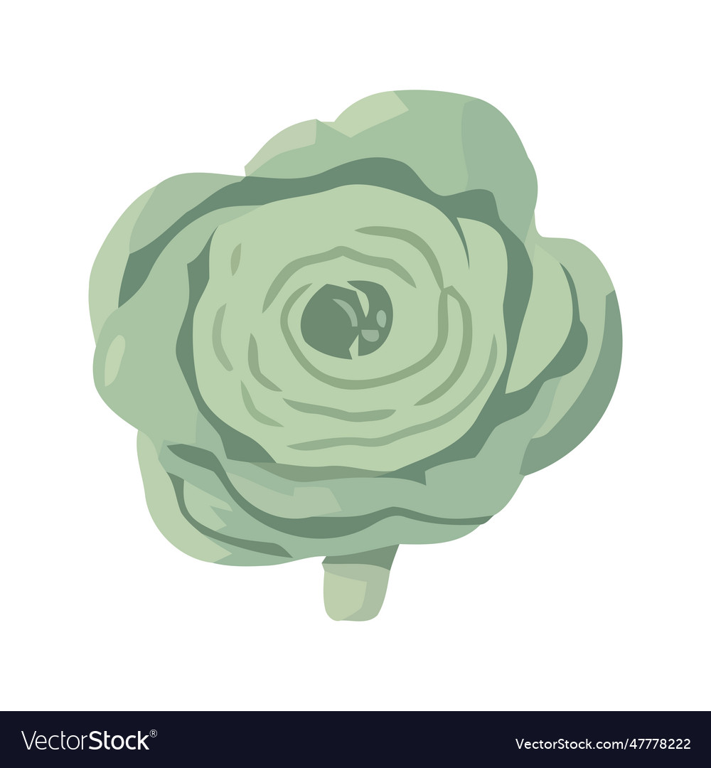 Fresh Cabbage Vegetable Leaf Icon Royalty Free Vector Image Fresh Cabbage Vegetable Leaf Icon Royalty Free Vector Image