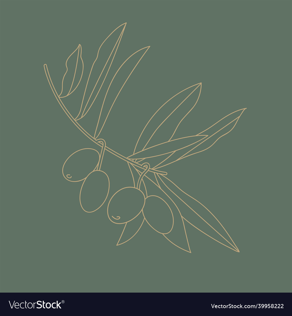 Olive branch - simple linear vector image Olive branch - simple linear
