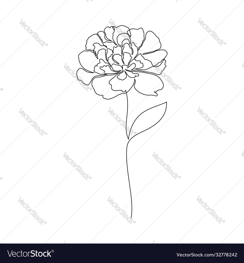 Peony flower on white Royalty Free Vector Image