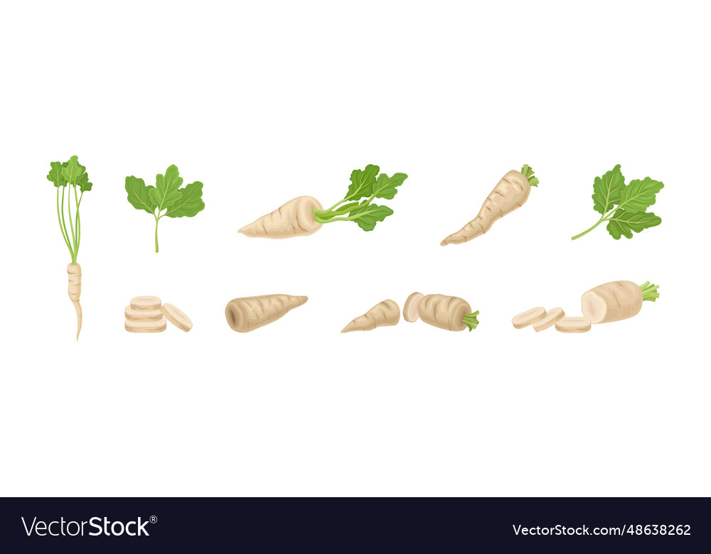 Parsnip root vegetable with green leaf set vector image Parsnip root vegetable with green leaf set