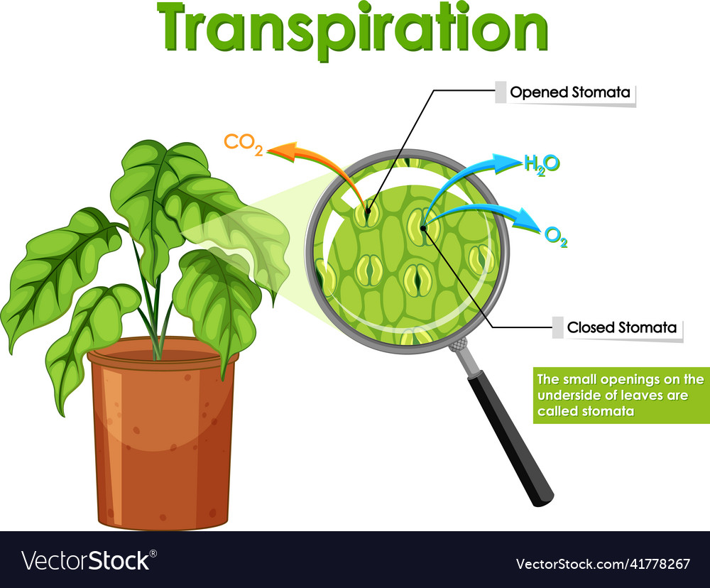 Transpiration in plant on white background