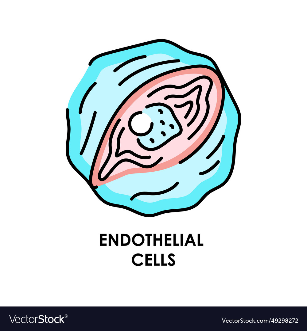 Human endothelial cell color line icon Royalty Free Vector