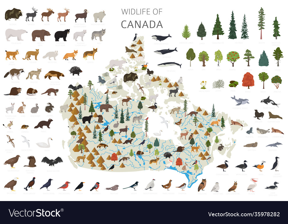 Flat Design Canada Wildlife Animals Birds Vector Image flat-design-canada-wildlife-animals-birds-vector-image