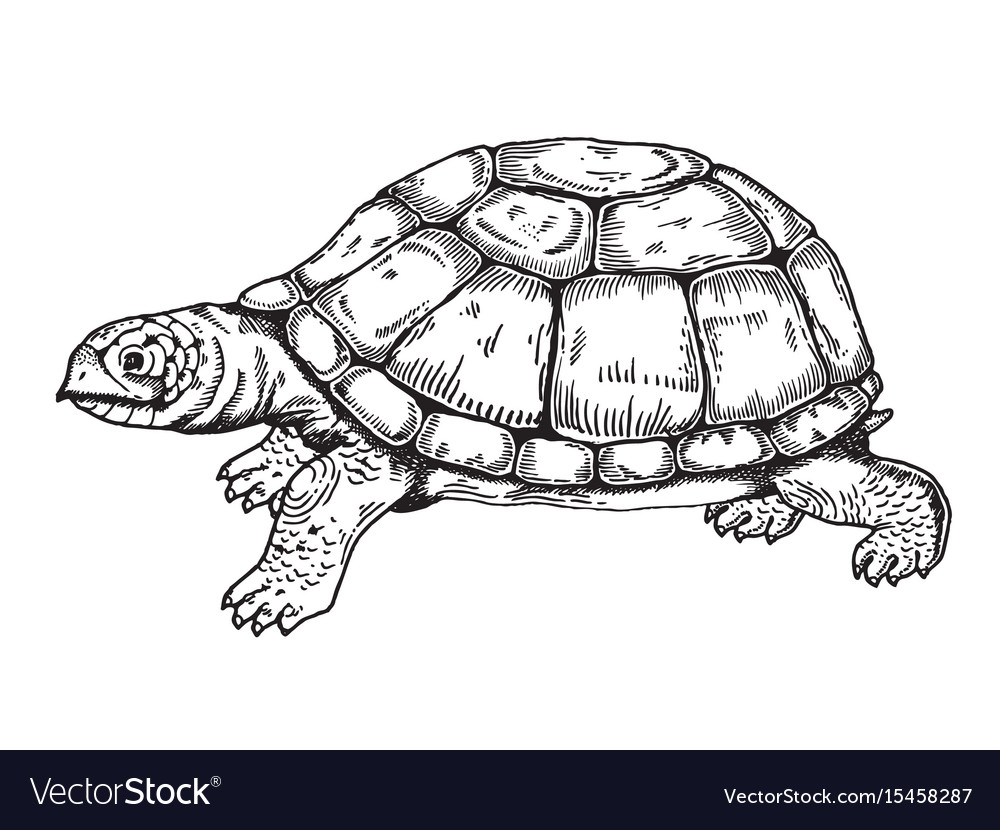 Turtle engraving style Royalty Free Vector Image