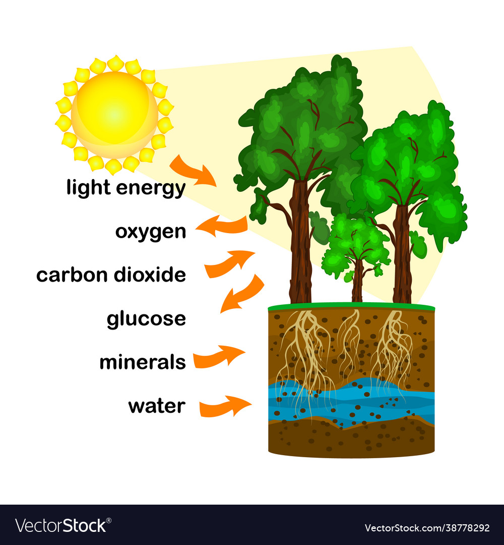 Photosynthesis diagram Royalty Free Vector Image