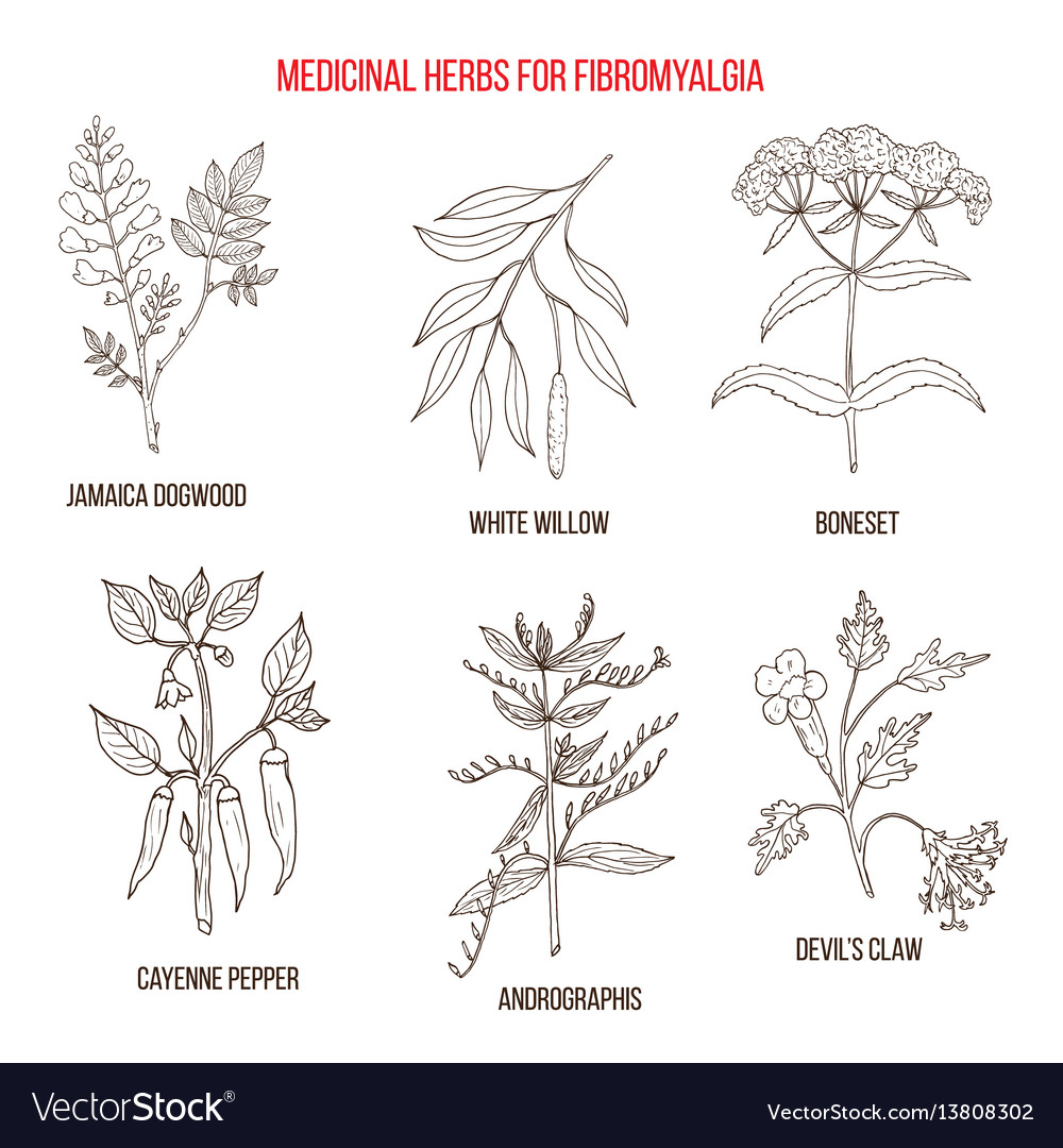 Best herbal remedies for fibromyalgia