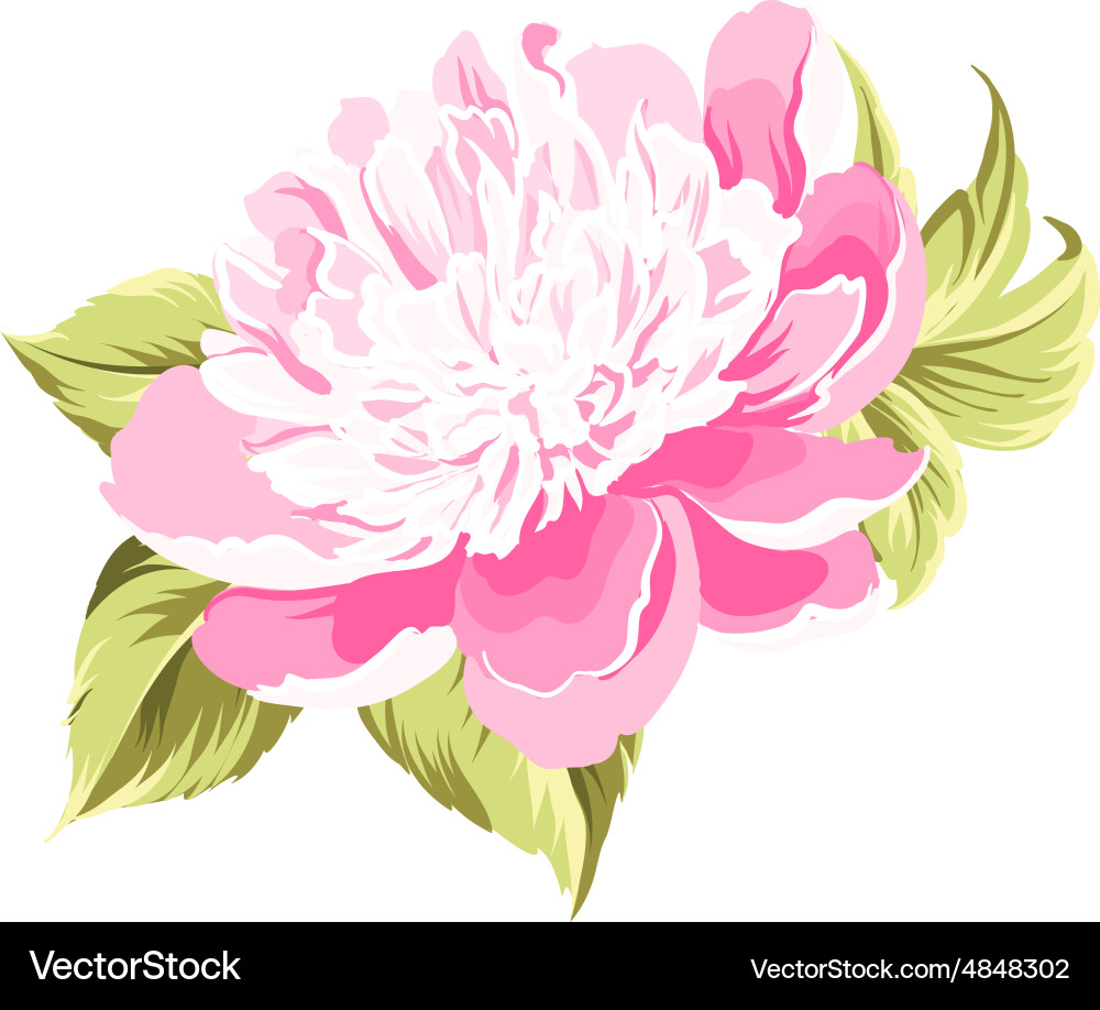 Peony spring flower Royalty Free Vector Image - VectorStock