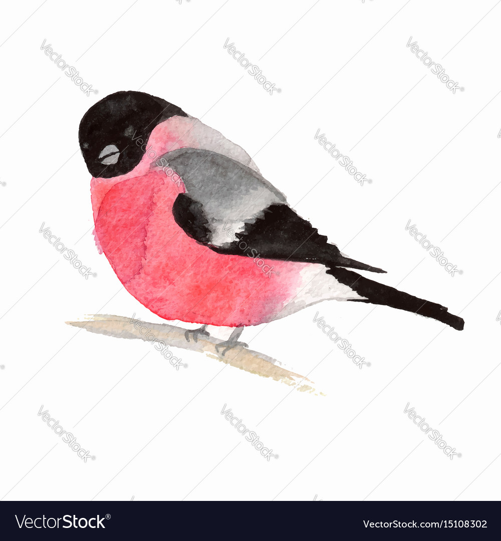 Watercolor bird bullfinch