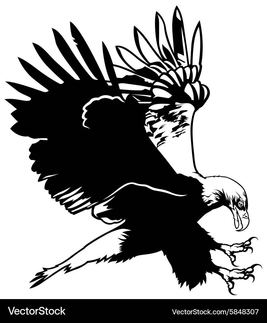 Flying bald eagle Royalty Free Vector Image - VectorStock