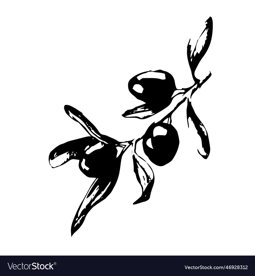 Sketch olives on a twig in black and white