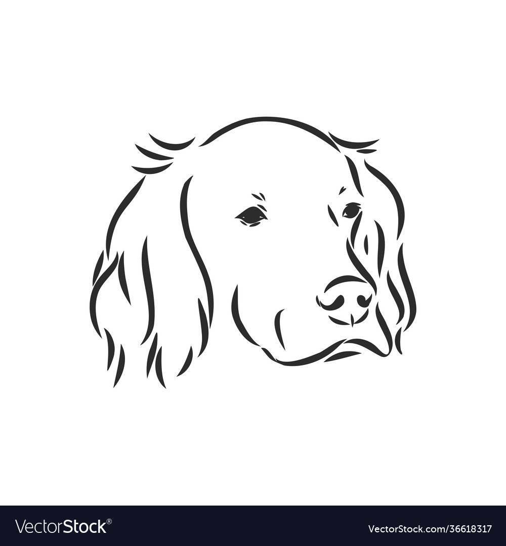 Dog hand drawn english setter isolated