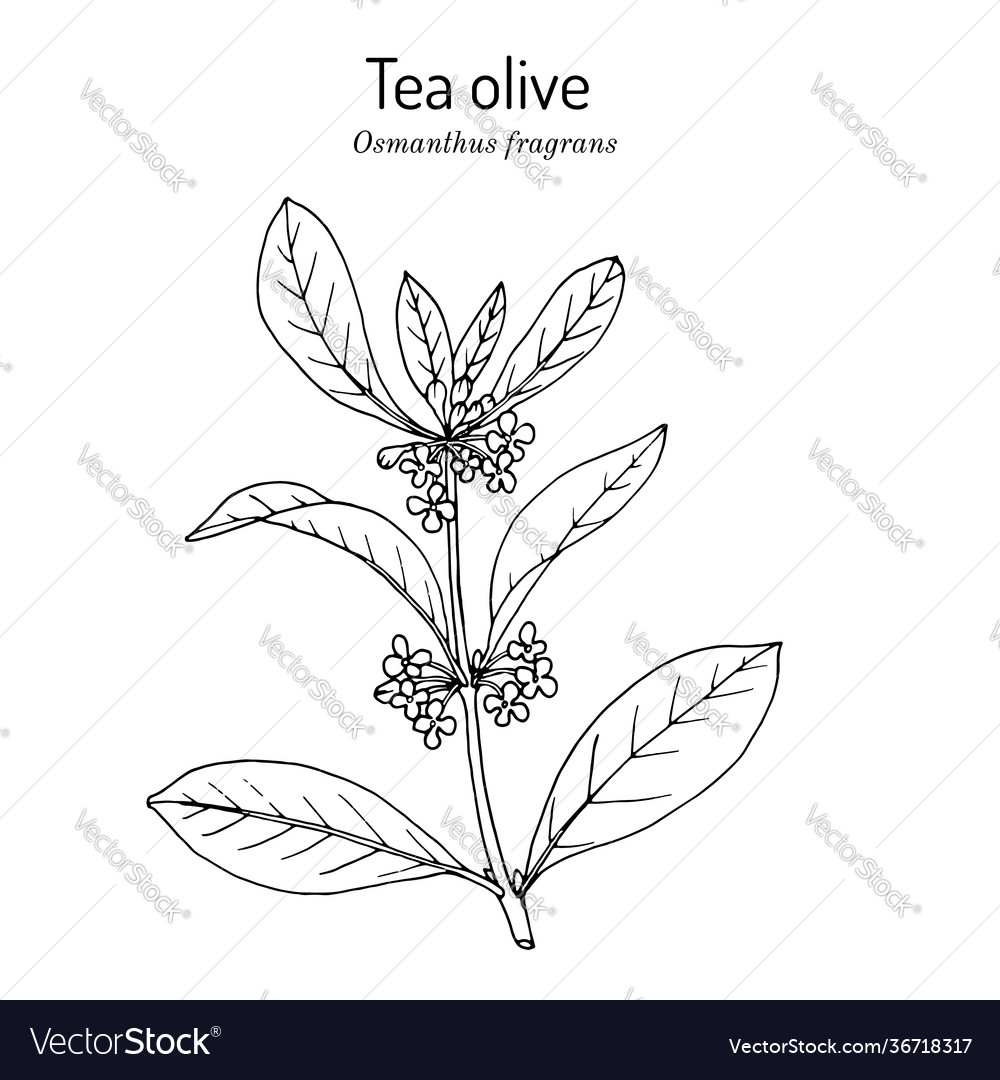 Sweet Osmanthus Or Tea Olive Fragrans Royalty Free Vector