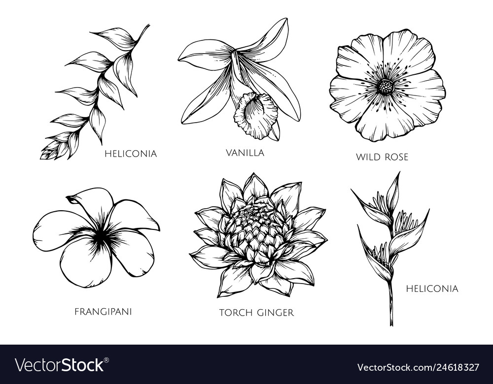 Set of continuous one line drawing of a beautiful flowers in different types  such as camellia, tulip, poppy, sakura, azalea, nahonana, nemophilia,  shibazakura etc. Vector spring flower illustration 2216251 Vector Art at