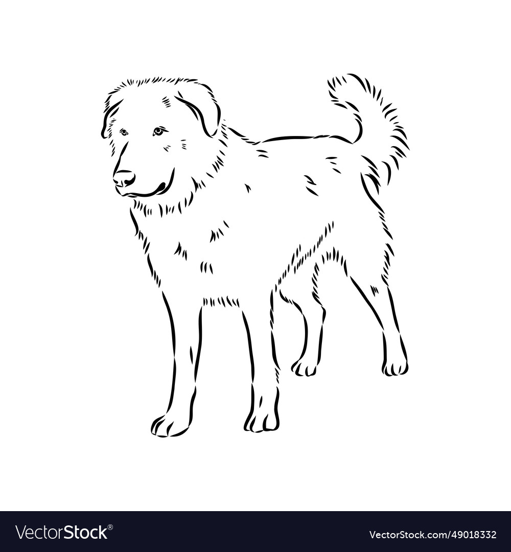 Aidi dog sketch outline pencil drawing artwork Vector Image