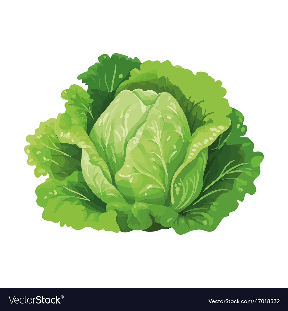 Fresh green lettuce Royalty Free Vector Image - VectorStock