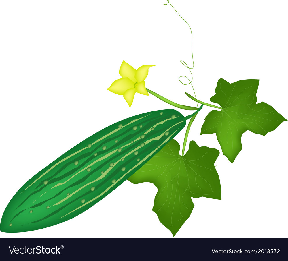 Fresh green marrow plant on white background