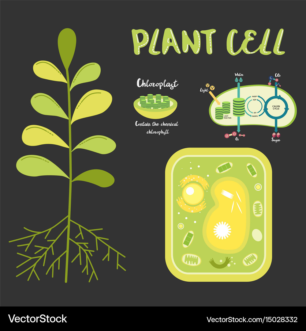 Plant Cell Structure Royalty Free Vector Image