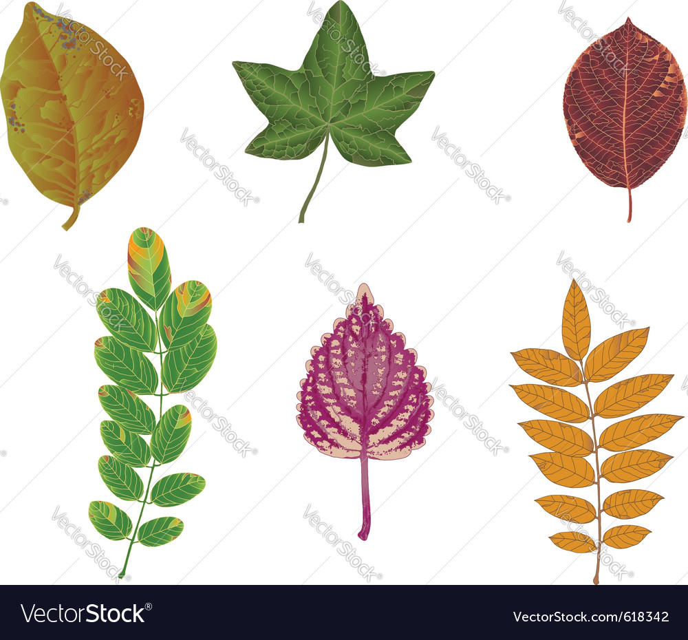 Autumn Colored Leaves Royalty Free Vector Image